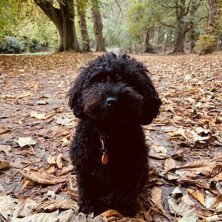 bella1